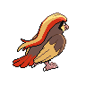 Pidgey back 